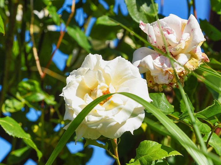 Ferienwohnung für 2 Personen, mit Garten und Terrasse in Esens - 3