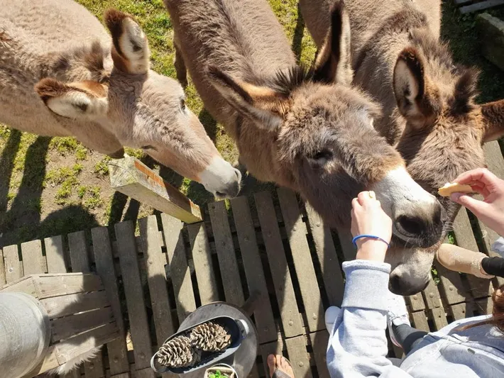Camping für 6 Personen, mit Terrasse und Garten sowie Ausblick, kinderfreundlich - 1