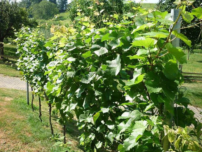 Weingut Bernhard Typ A in Daisendorf, Region Bodensee-Oberschwaben
