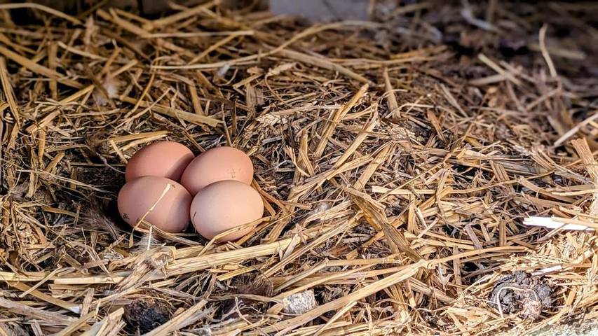 Location de vacances pour 5 personnes, avec terrasse et vue, animaux acceptés à Saint-Lô - 3