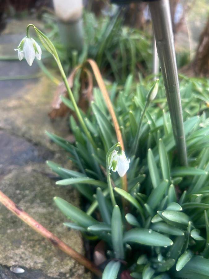 Casa rural para 4 personas, con vistas además de jardín y piscina en Ripollès - 2