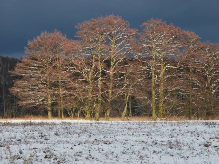 Ferienhaus für 10 Personen, mit Garten und Sauna in Ueckermünde - 2