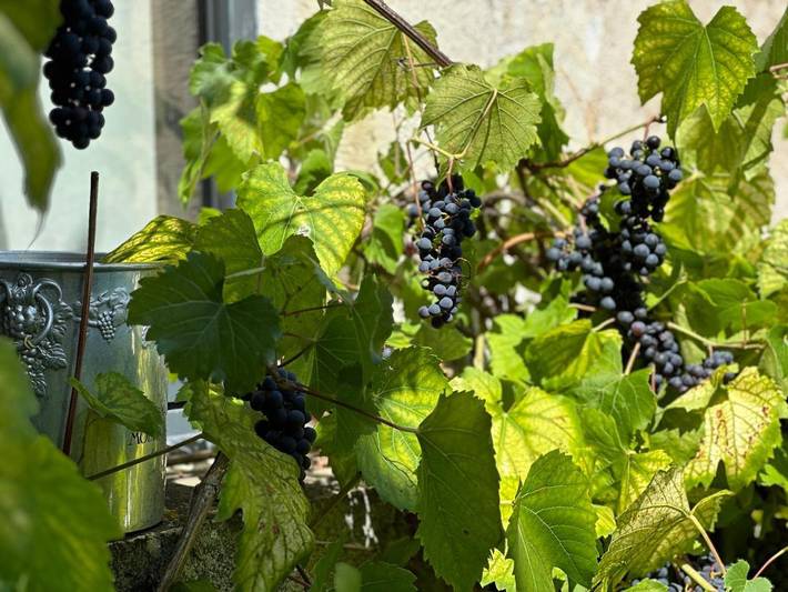 Gîte pour 3 personnes, avec piscine et jardin à Annay-sur-Serein - 3