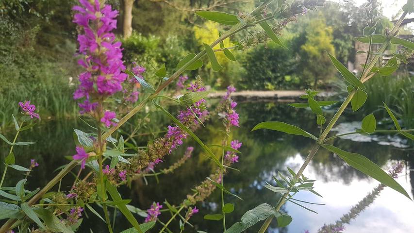 Ferienhaus für 4 Personen, mit Garten an der Mosel - 3