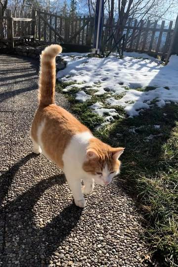 Villa pour 4 Personnes dans Beatenberg, Alpes occidentales, Photo 2