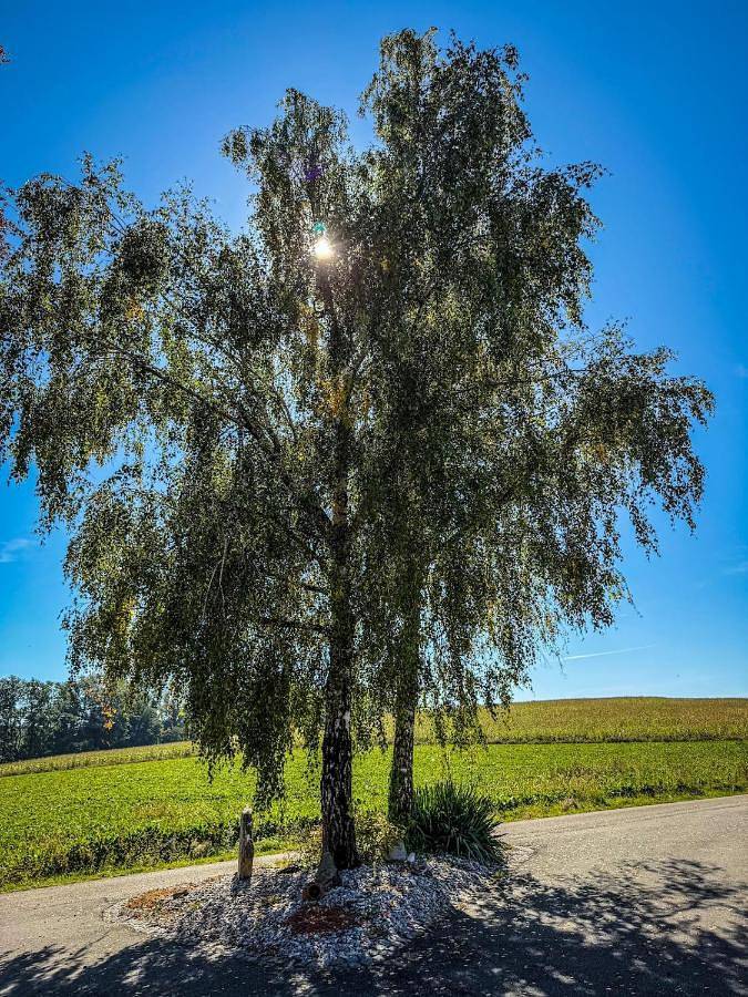 Quietly located vacation villa for horse lovers in Bergland, Mostviertel Region