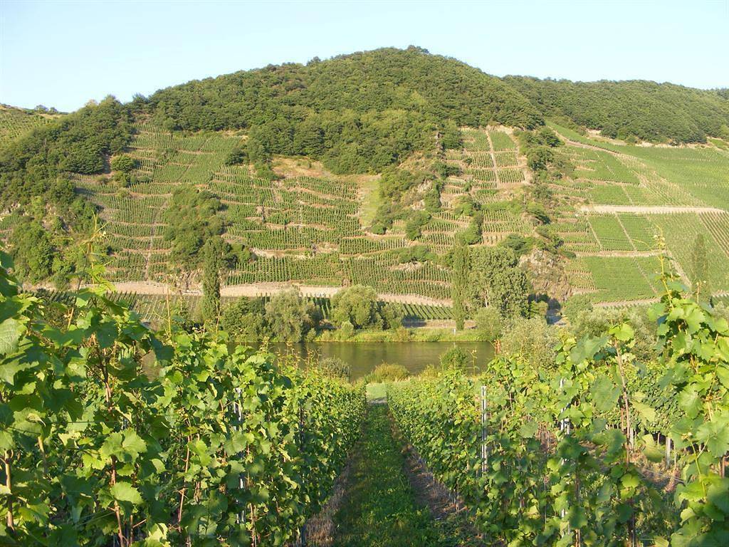 Ganze Ferienwohnung, Ferienweingut Wolfgang Bollig - Inh. M. Bollig in Trittenheim, Moseleifel