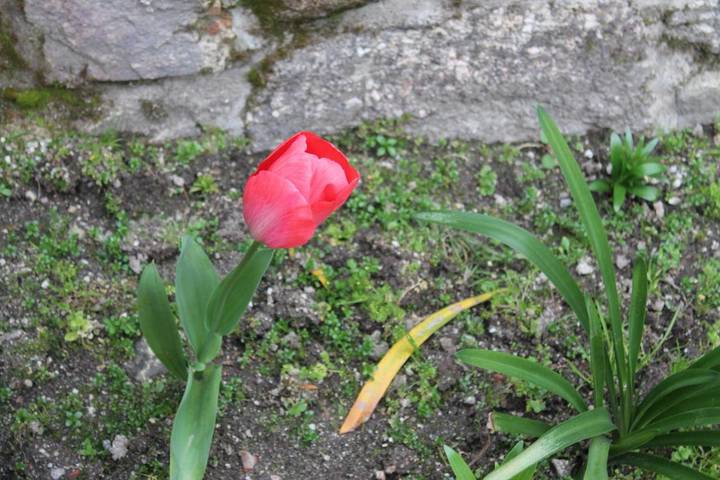 Location de vacances pour 3 personnes, avec vue ainsi que jardin et piscine, animaux acceptés dans Póvoa de Lanhoso - 2