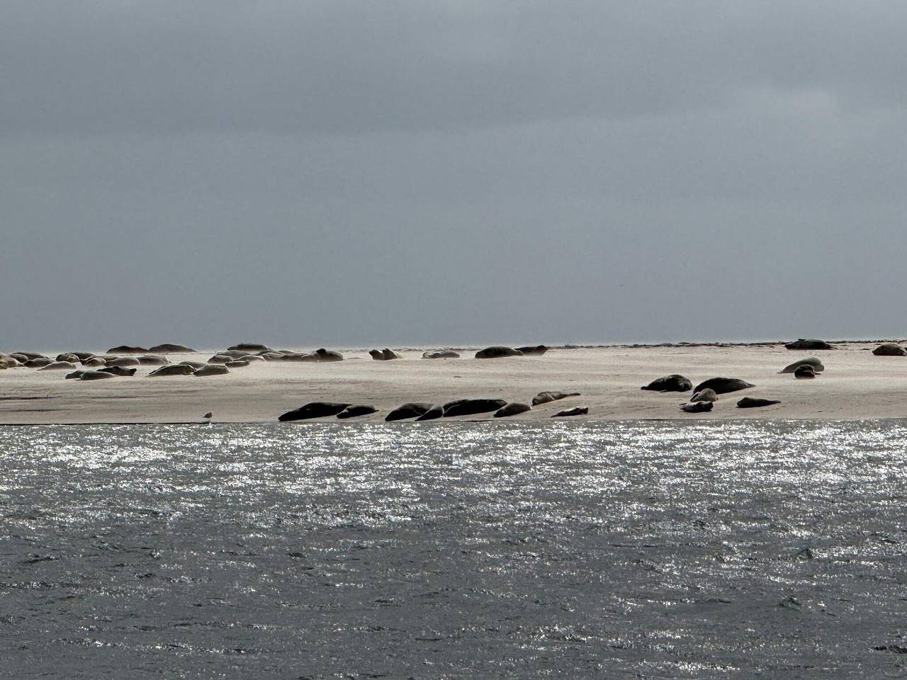 Luxuriöser Rückzugsort mit Pool in Sønderho, Wadden Sea National Park