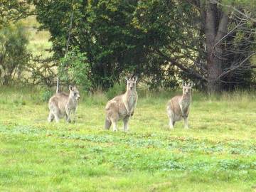 Log Cabin for 4 People in Jindabyne, New South Wales, Photo 3