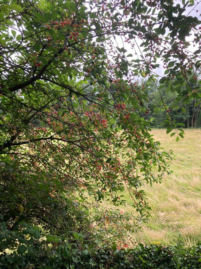Location de vacances pour 5 personnes, avec vue et jardin, adapté aux familles à Fougerolles - 2