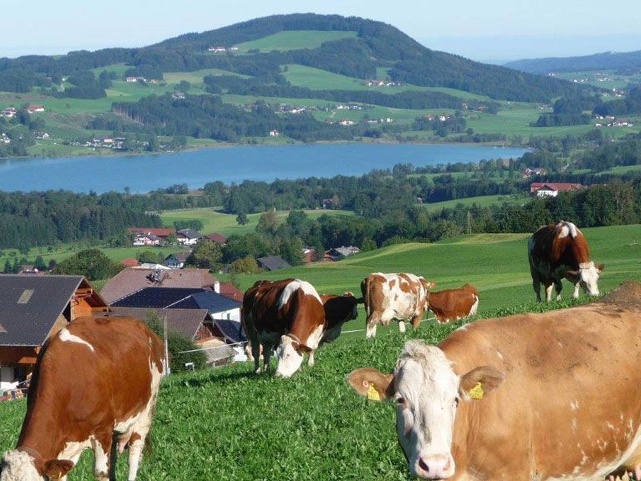 Ganze Ferienwohnung, Familienferienhof Stabauer in Zell am Moos, Irrsee