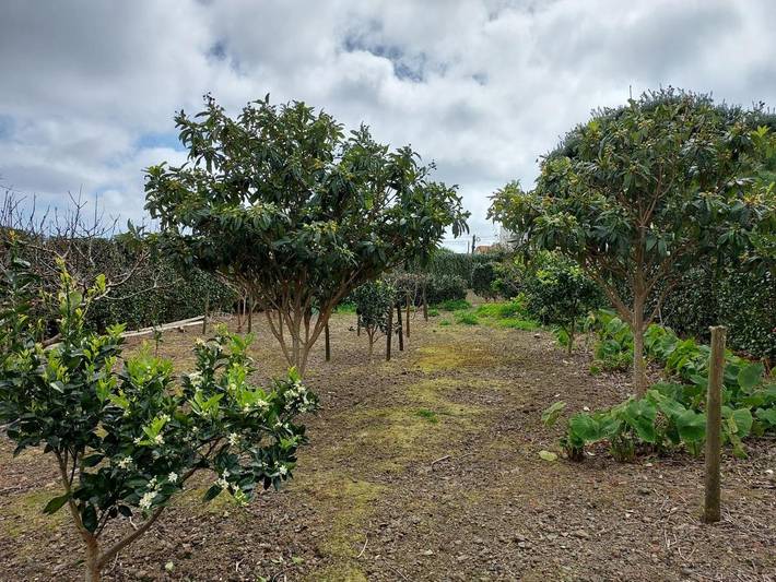 Gîte pour 2 personnes, avec terrasse et jardin à Lajes das Flores - 4