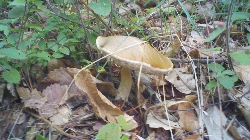 Location de vacances pour 3 personnes, avec jardin ainsi que terrasse et vue, animaux acceptés à Pignerol - 3