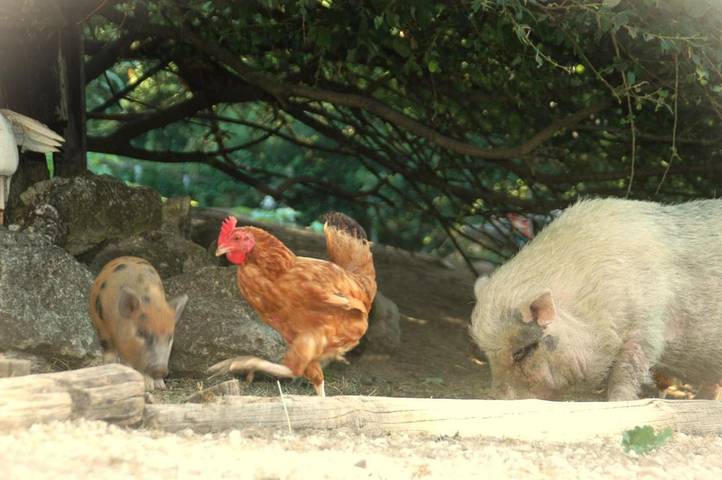 Tente pour 5 personnes, avec vue ainsi que jardin et piscine dans le Tarn-et-Garonne - 2