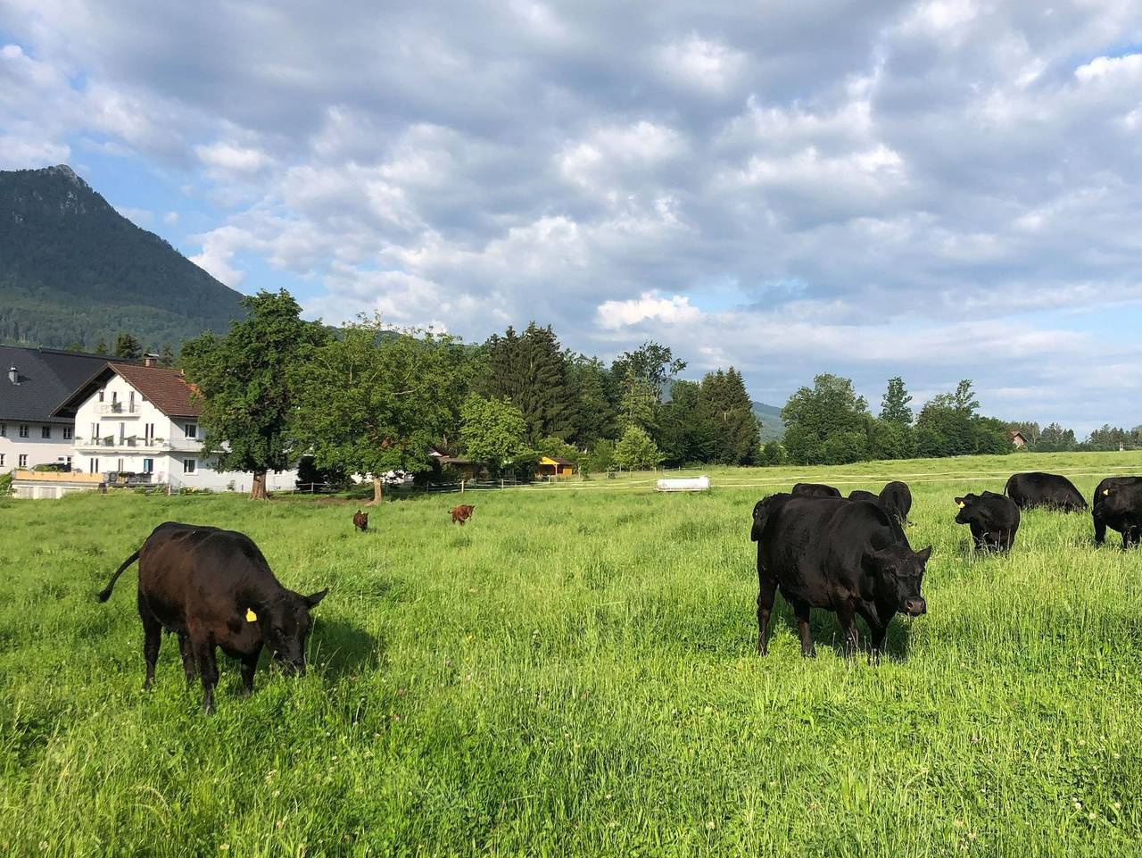 Gästehaus Drachennest - Doppelzimmer Franzl in Salzkammergut-Berge, Sankt Lorenz