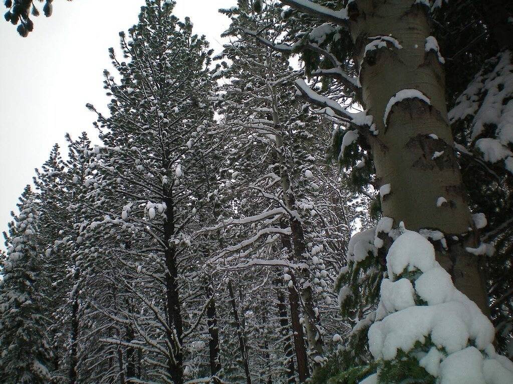 Ruhige Well Kept South Lake Tahoe Familienferienhaus Vermietung in Meyers (CA), El Dorado County