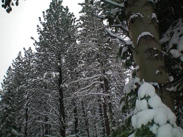 Lodge for 8 People in Meyers (CA), El Dorado County, Photo 2