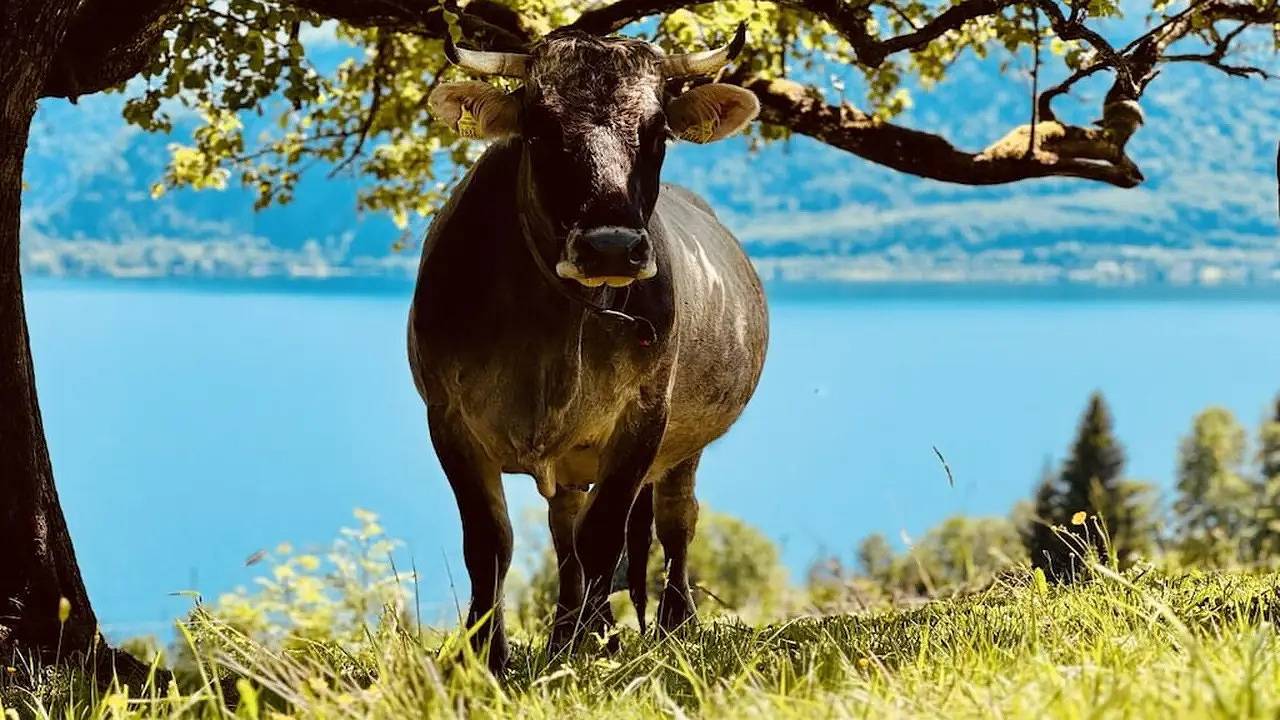 Ferienhaus für 4 Personen (53 m²) in Unterach am Attersee in Unterach am Attersee, Bezirk Vöcklabruck