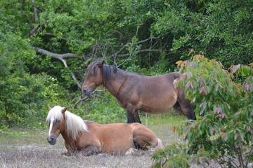 Vacation House for 10 Guests in Corolla, Currituck County, Picture 1