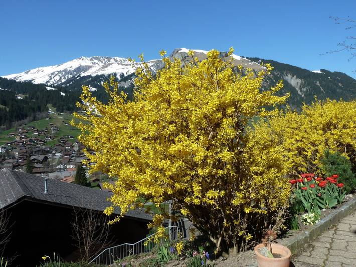 Ganze Wohnung, Bach in Lenk im Simmental, Lenk