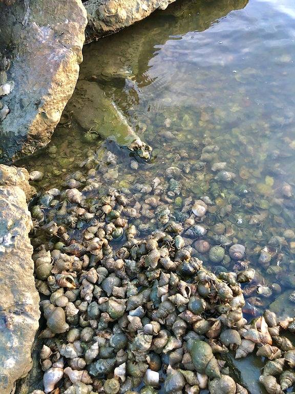 Ganze Wohnung, Come Experience “Island Time” with Us in Grand Isle, Jefferson Parish