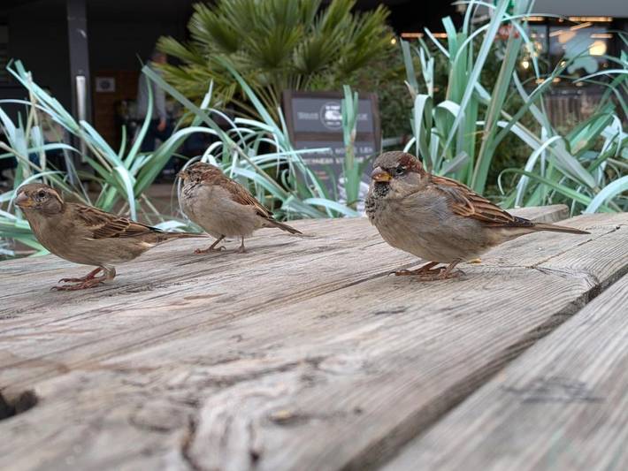 Parc de vacances pour 4 personnes, avec piscine et jardin dans les Landes - 2