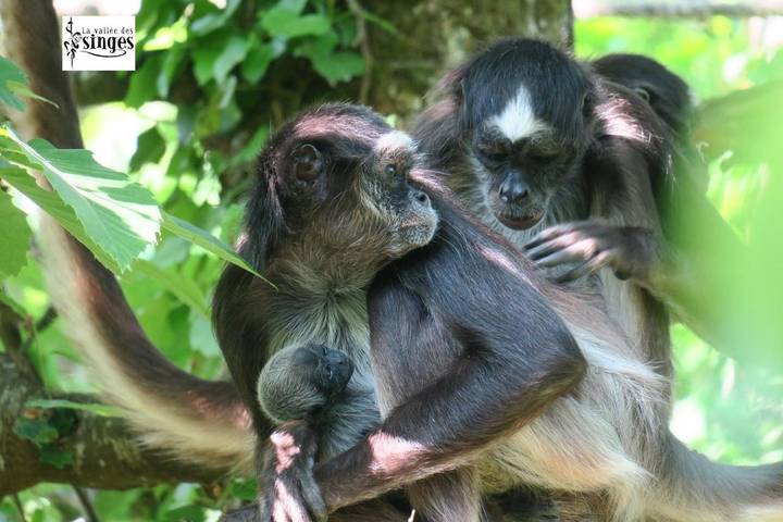 Location de vacances pour 7 personnes, avec terrasse à Blanzay - 3