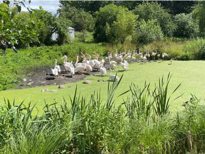 Ferienhaus für 3 Personen, mit Terrasse und Garten, mit Haustier in Djursland - 3