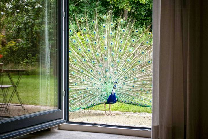 Ferienhaus für 2 Personen, mit Terrasse und Garten in Sternberger Seenlandschaft - 4