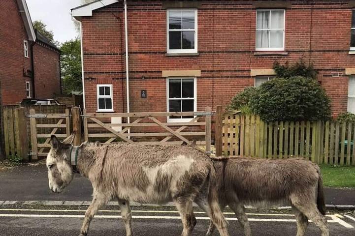 Cottage for 9 people in Brockenhurst