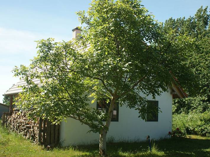 Ferienhaus für 6 Personen, mit Terrasse und Garten sowie Sauna in Garz/Rügen - 4