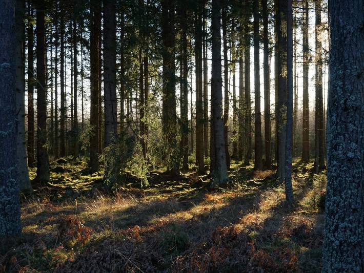 4 stjarniga stuga i Malmköping in Flen