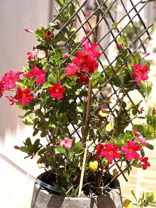 Parc de vacances pour 3 personnes, avec jardin et vue en Algarve - 4