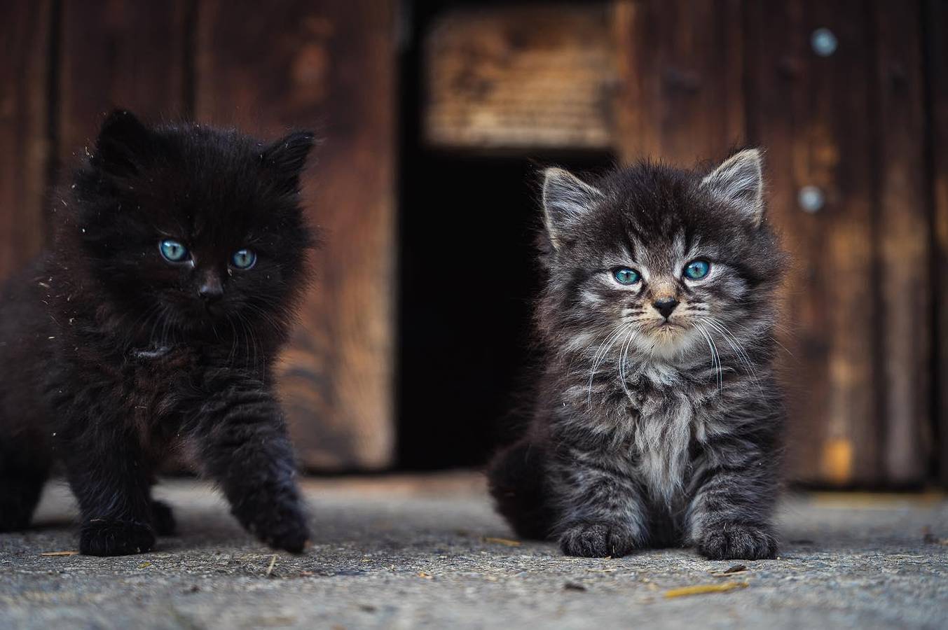 Ganze Ferienwohnung, Wohlfühlzimmer "Komfort" in Rottenmanner und Wölzer Tauern, Aigen im Ennstal