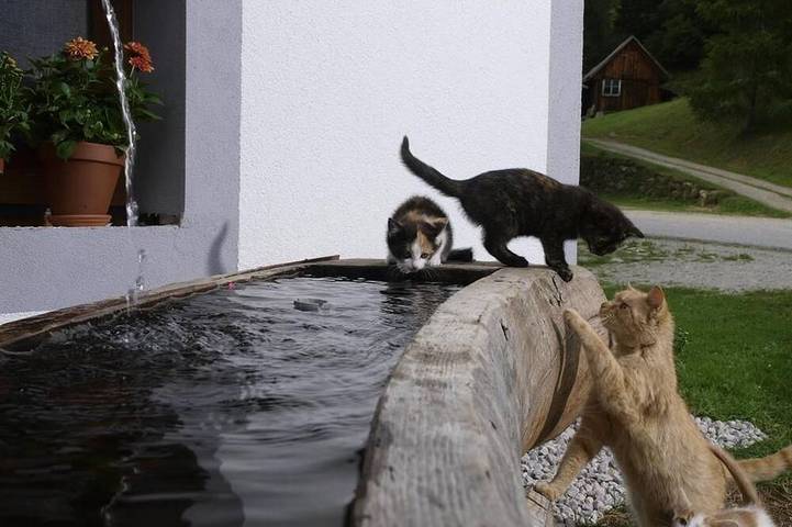 Appartement Foehre - Bio Bauernhof Spießschweiger Fam. Schiefer in Rottenmanner und Wölzer Tauern, St. Nikolai im Sölktal