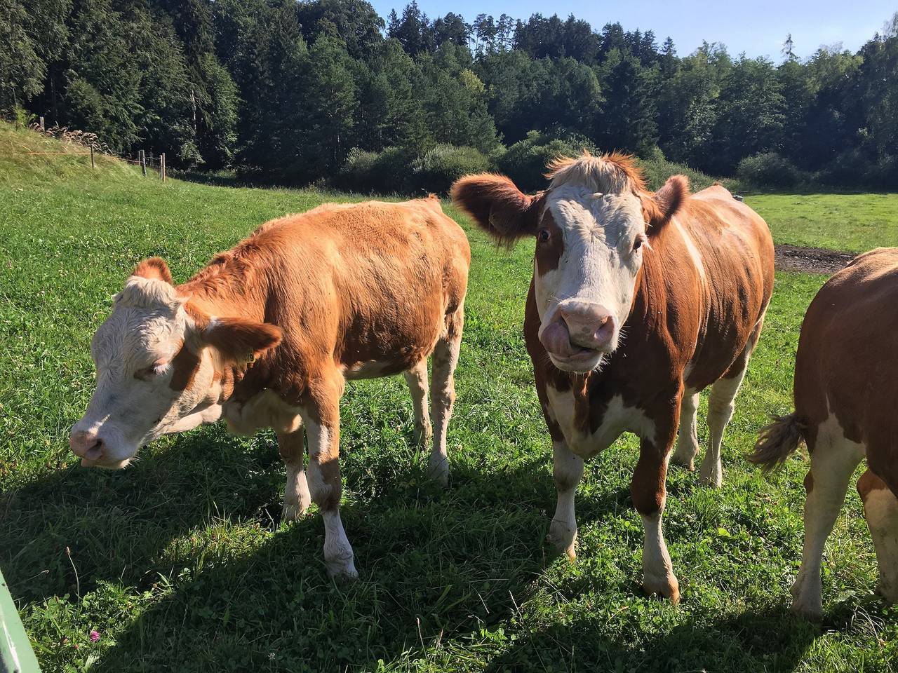 Ganze Ferienwohnung, Ferienwohnung Gruberhof - Ferienwohnung mit Balkon 65 qm in Rimsting, Chiemsee