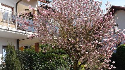Vacation Apartment for 3 Guests in Seelbach, Central Black Forest, Picture 1