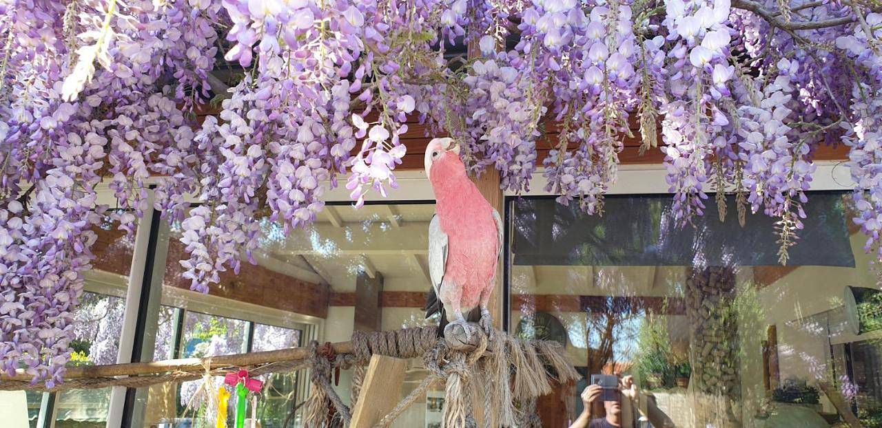 Le Clos des Romarins in Saint-Palais-sur-Mer, Côte de Beauté
