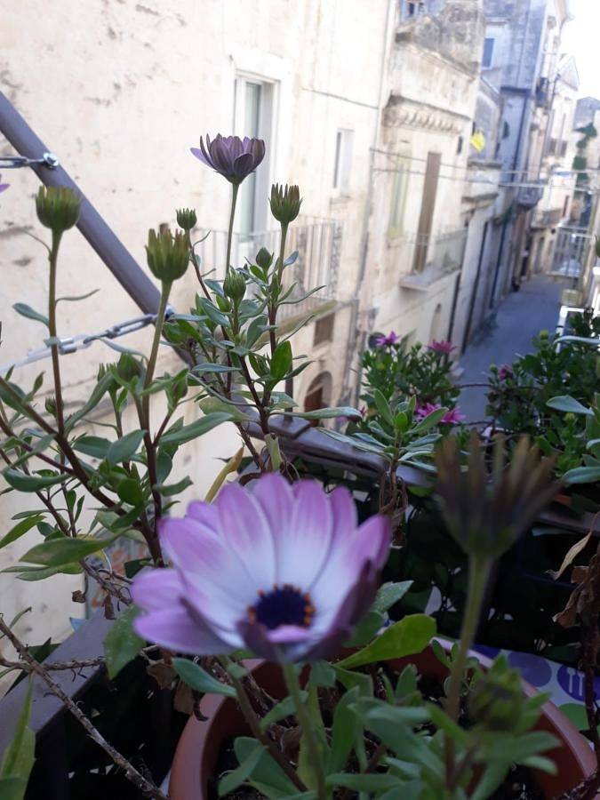 Chicchinella in Altamura, Parco nazionale dell'Alta Murgia