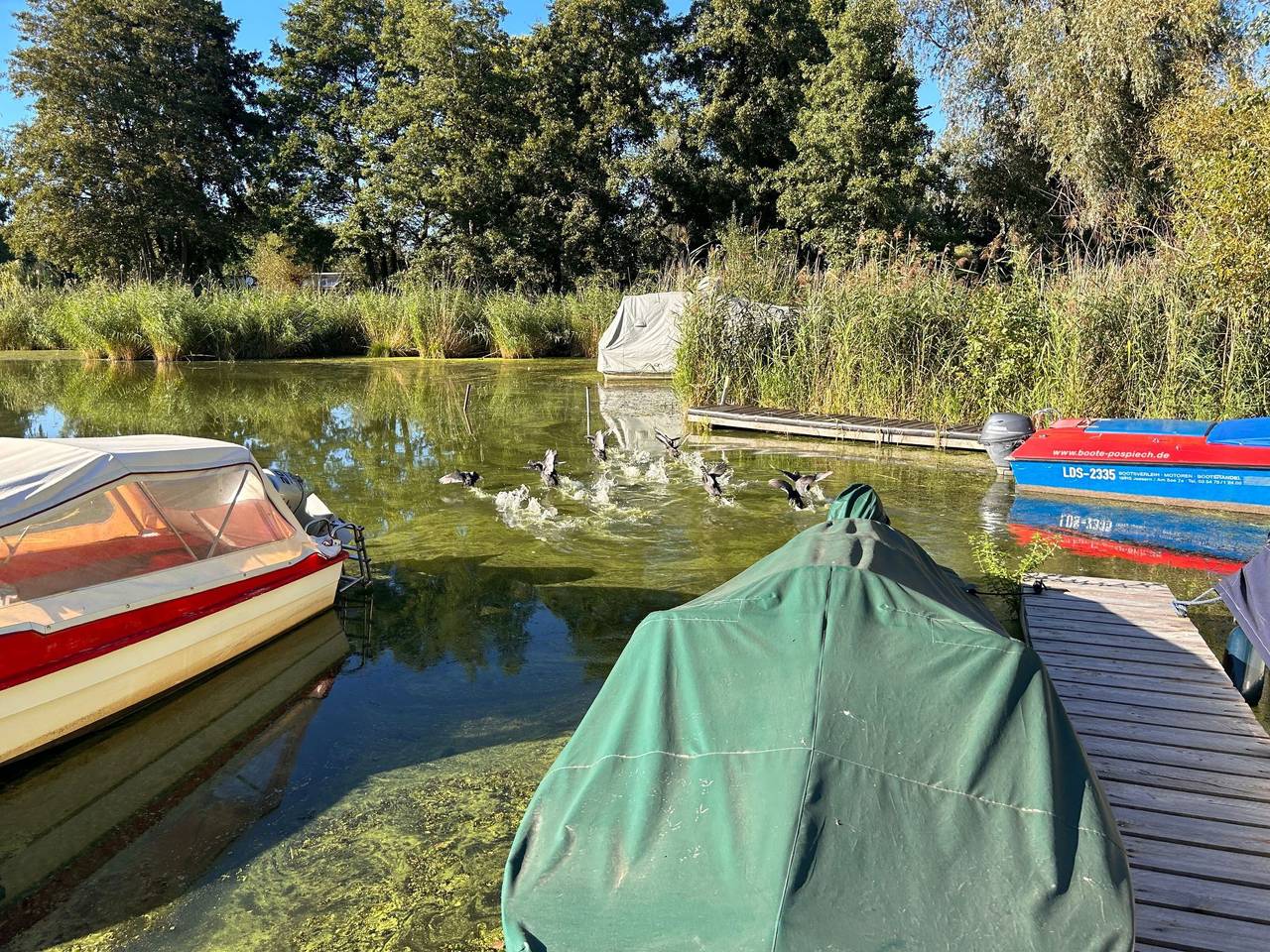 am Schwielochsee, foto 12