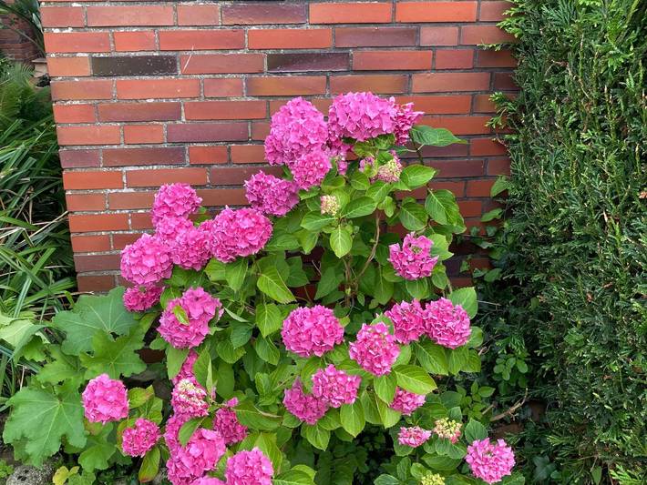 Hütte für 4 Personen, mit Terrasse und Garten in Niedersachsen - 3