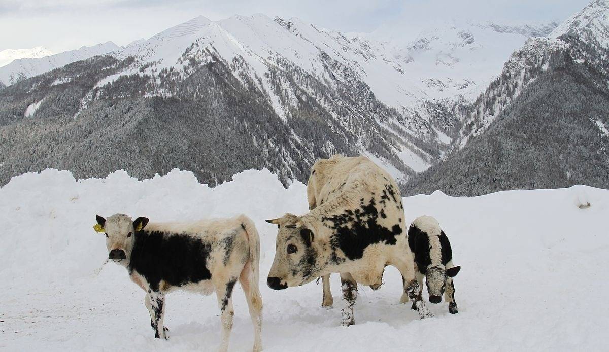 Ganze Ferienwohnung, Schauinstal Appartement in Ahrntal, Südtirol