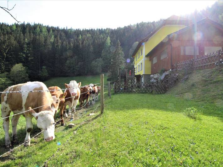 Ferienhaus für 10 Personen, mit Garten und Sauna in Hochsteiermark - 3