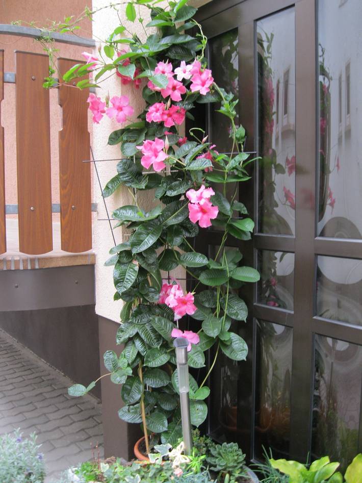 Ferienwohnung für 4 Personen, mit Balkon und Garten in Rheinebene - 3
