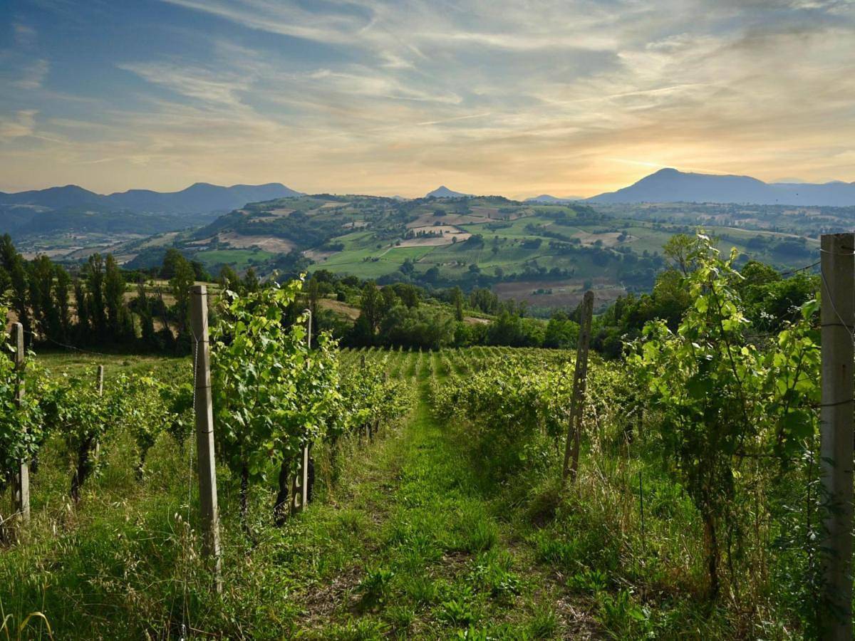 Villa Verdicchio - B&B with wellness for winelovers in Cupramontana, Provincia di Ancona