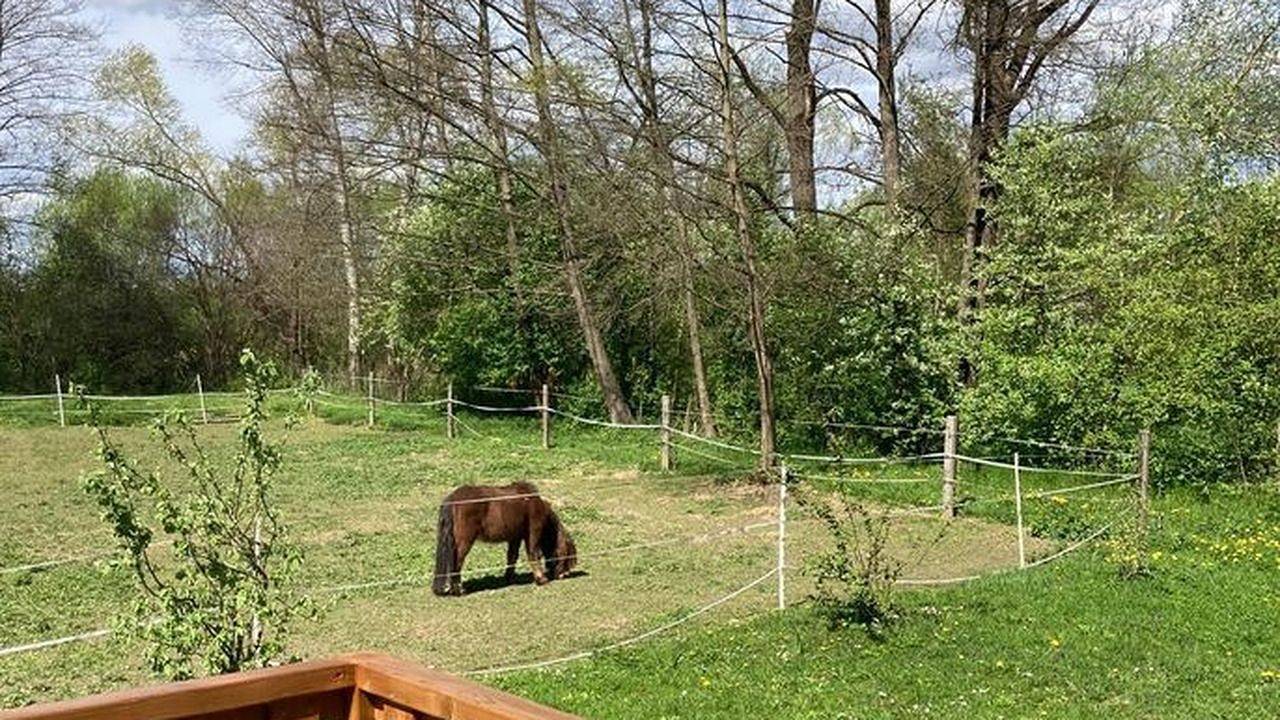 Ferienhaus für 3 Personen (18 m²) in Fürstenfeld in Fürstenfeld, Steirerland