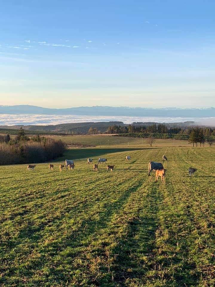 Gite A La Ferme - Les Moussels in Les Martys, Carcassonne und Umgebung