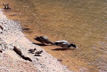 Camping for 10 Guests in Lake Norman of Catawba, Lake Norman, Picture 4