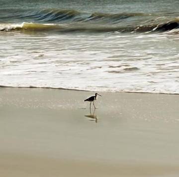 Vacation House for 8 Guests in Fernandina Beach, Amelia Island, Picture 2